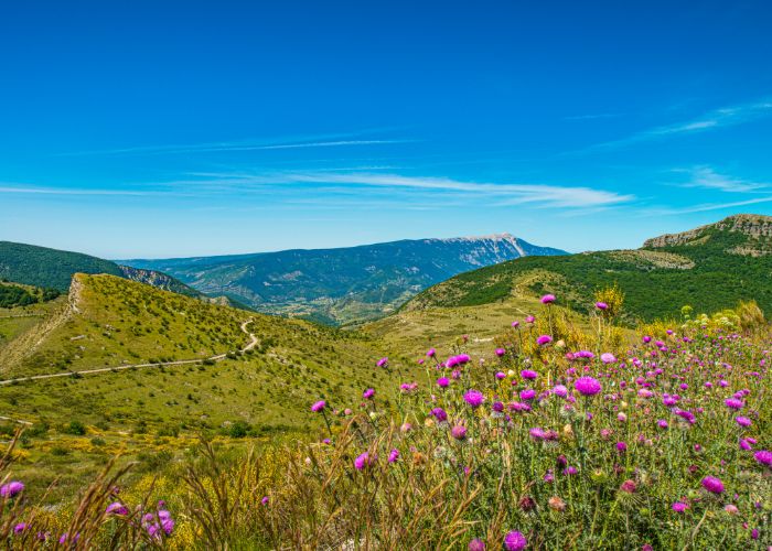 Paysage provençal proche du Mont Ventoux