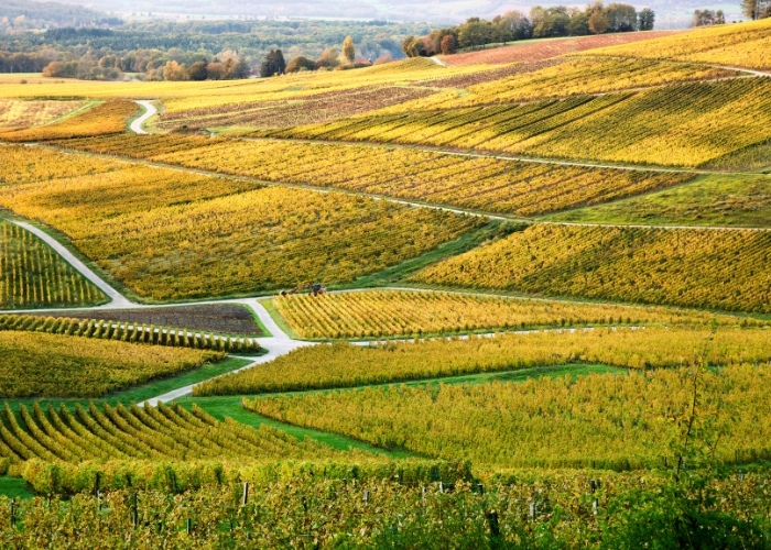 Vignoble Jura